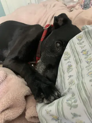 Kippy
