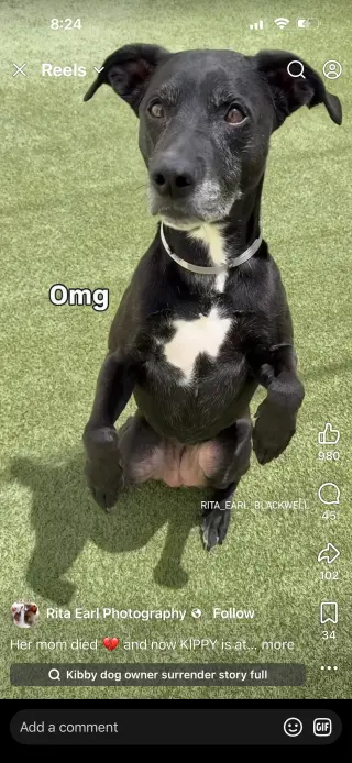 Kippy