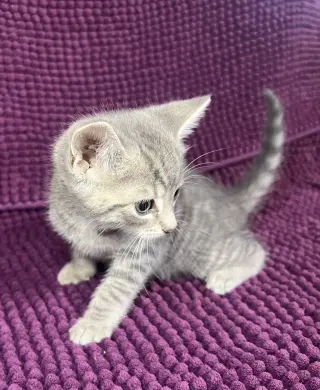 Eli
