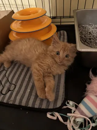 Tig Jr