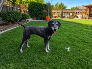 Charlie