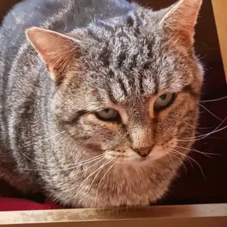 Asa