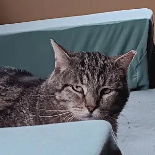 Asa