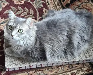 Daisy