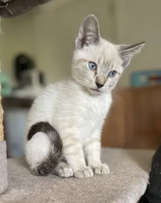 Snowball4