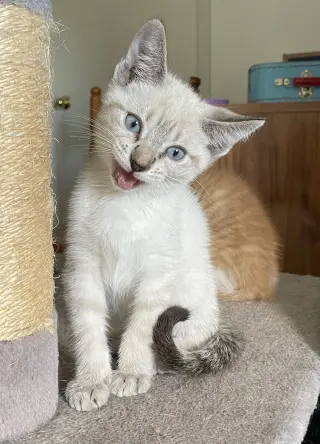 Snowball4