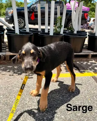 SARGE