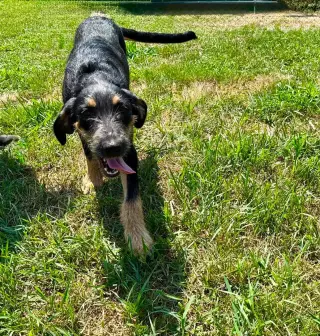 SARGE