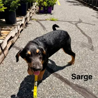 SARGE