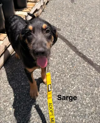 SARGE