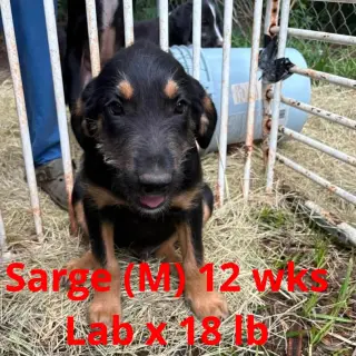 SARGE