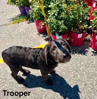 TROOPER