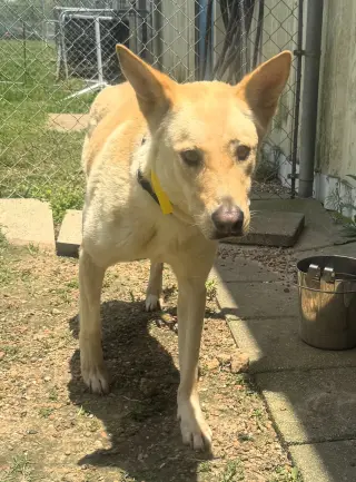 Bella