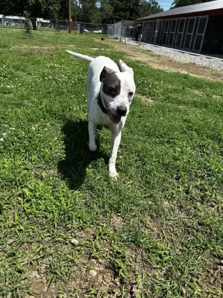 Rye