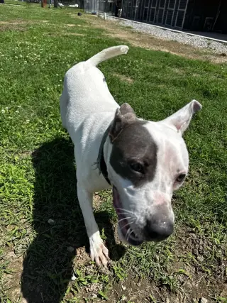 Rye