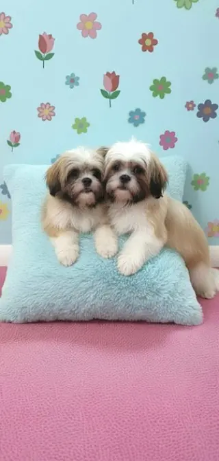 Jemma & Jacob