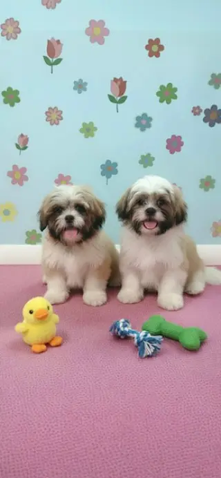 Jemma & Jacob