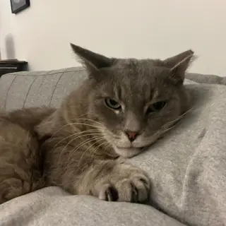 Joey