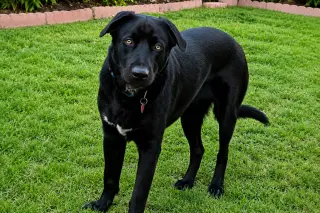 Tyson