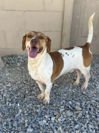 Matador