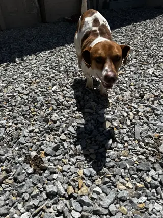 Matador