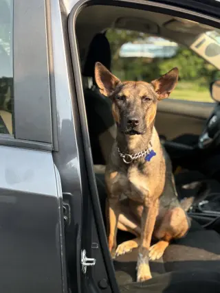 Charlie Girl