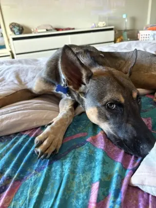 Charlie Girl