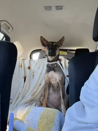 Charlie Girl