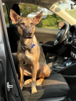 Charlie Girl