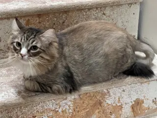 Biscuit (Courtesy Post)