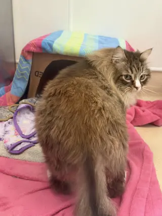 Biscuit (Courtesy Post)
