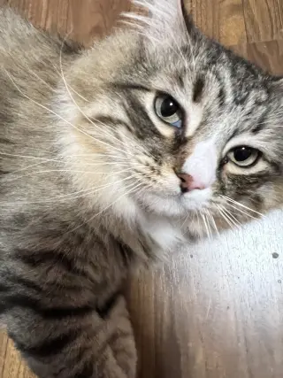 Biscuit (Courtesy Post)