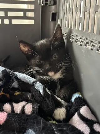 Luna