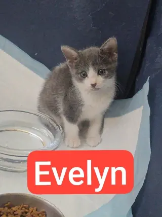 Evelyn