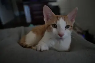 Emmett