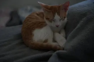 Emmett