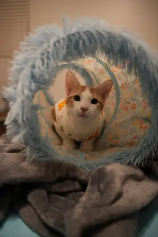 Emmett