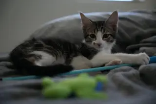 Elliot