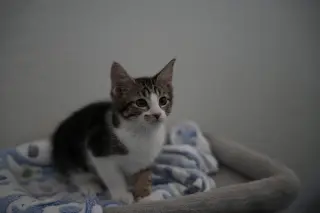 Elliot