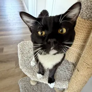 Archibald