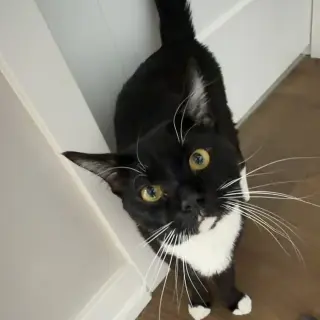 Archibald