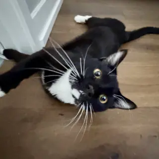 Archibald