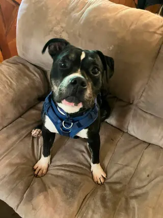 Bowser