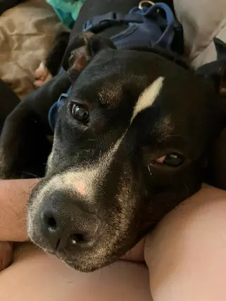 Bowser