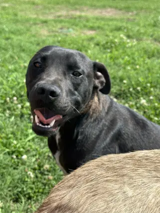 Gabba