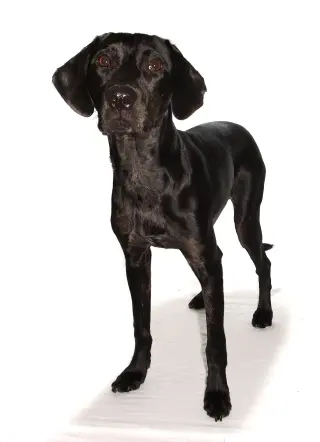 Jobi