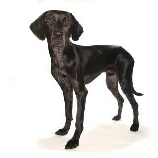 Jobi