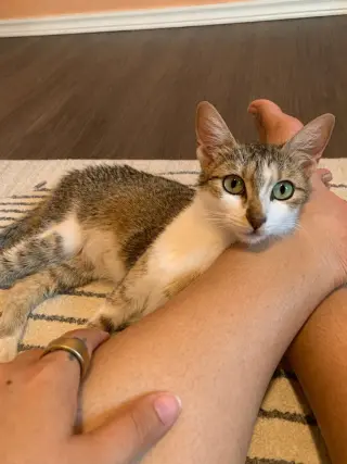 Nova