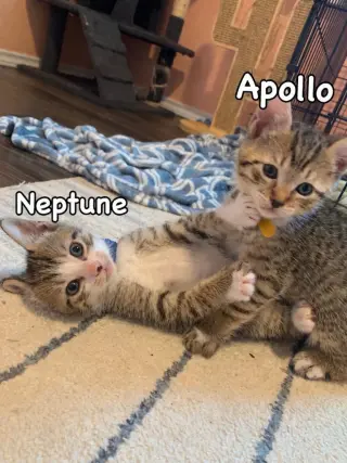 Neptune