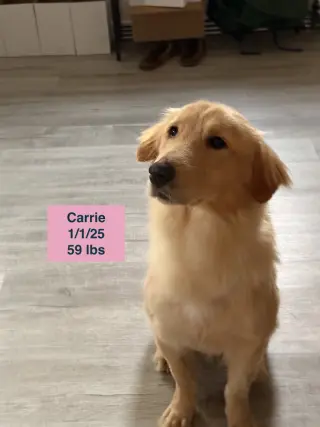 Carrie